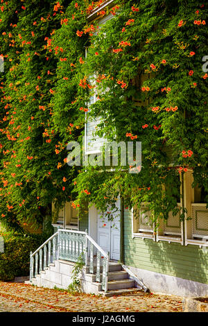 The typical Ottoman houses of the late 19th century wreathed with Campsis creeper (trumpet creeper, trumpet vine) on the Street of the Cold Fountain ( Stock Photo