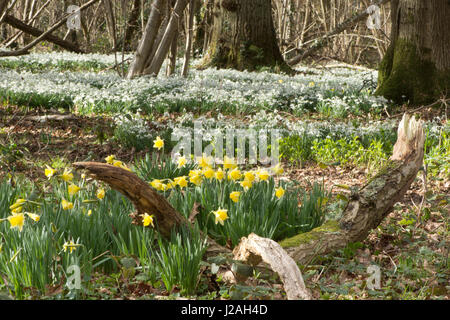 Wild Daffodil, Narcissus pseudonarcissus and Snowdrops,  Galanthus nivalis, in mixed woodland, Sussex, UK. February Stock Photo