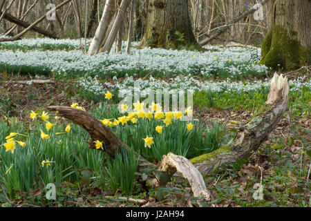 Wild Daffodil, Narcissus pseudonarcissus and Snowdrops,  Galanthus nivalis, in mixed woodland, Sussex, UK. February Stock Photo