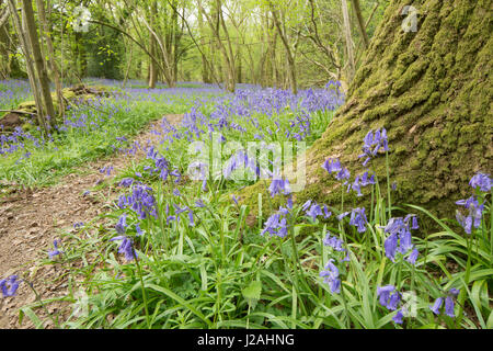 Bluebell, Hyacinthoides non-scripta, footpath leading through hazel coppice with standard oaks.  April, Sussex, UK. Stock Photo