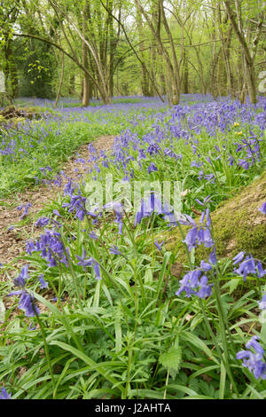 Bluebell, Hyacinthoides non-scripta, footpath leading through hazel coppice with standard oaks.  April, Sussex, UK. Stock Photo