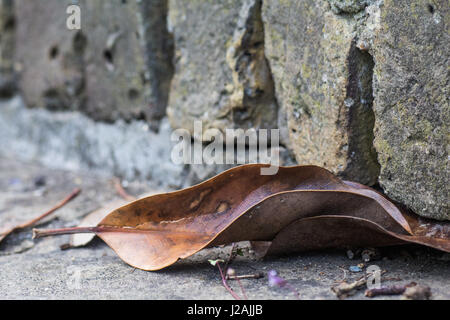 Dry Brown Single Leaf on a Brick Step Stock Photo