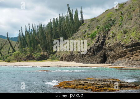 New Caledonia coastal landscape, cliff and beach with Araucaria pines in Turtle bay, Bourail, Grande Terre island, south Pacific Stock Photo