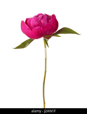 Peony isolated on white background. Focus on center of flower