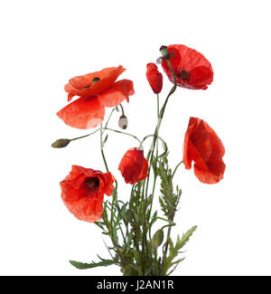 Bouquet of wild red poppies. Isolated on white background Stock Photo ...