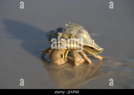 Crab on the Beach Stock Photo