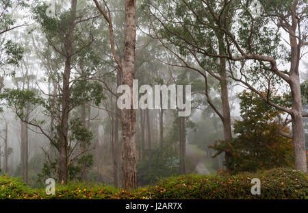 Mount Lofty Botanic Garden, surrounding the native gum trees with fog. Situated in the Adelaide Hills, Crafers, South Australia. Stock Photo