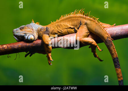 Close-up of a male Green Iguana (Iguana iguana) relaxing on a branch. Green background. Stock Photo