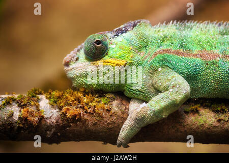Close-up portrait of a panther chameleon (Furcifer pardalis).