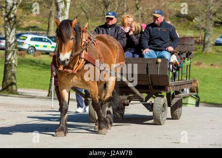 Brakne Hoby, Sweden - April 22, 2017: Documentary of small public farmers day. Brown horse pulling wagon with visitors around the area. Stock Photo