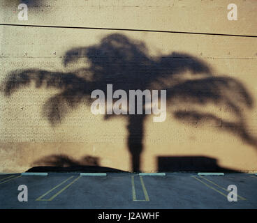 Shadow of palm tree on wall in parking lot Stock Photo