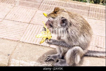 Monkey eating banana at summer sunny day Stock Photo