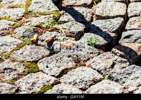 Cigarette butts on pavement of cobblestones at sunny day Stock Photo