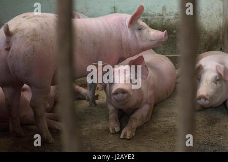 Pigs in enclosure at farm Stock Photo