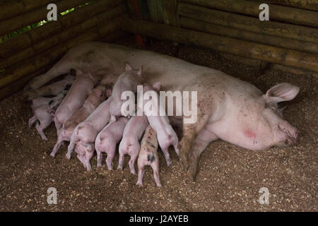 Pig feeding piglets in pen at farm Stock Photo