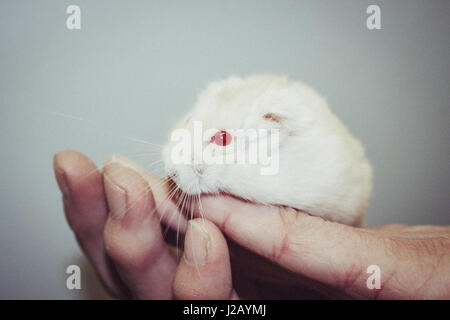 Close-up of white hamster on hands against gray background Stock Photo