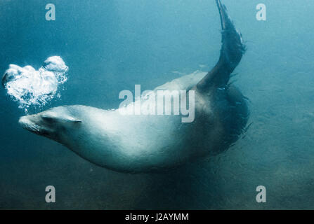 Side view of seal swimming underwater Stock Photo