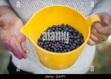 Midsection of woman holding freshly harvested blueberries in jug at field Stock Photo