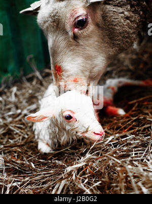 Lamb in sheep pen on dairy farm, cute young animals in paddock Stock ...