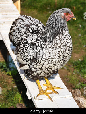 Wyandotte in front of chicken house Stock Photo