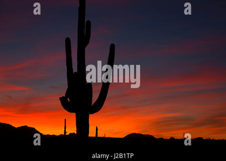 Saguaro sunset, McDowell Mountain Regional Park, Maricopa County, Arizona Stock Photo