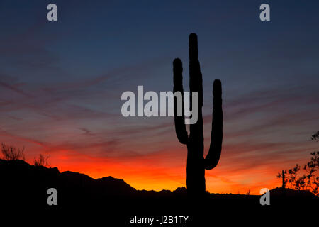 Saguaro sunset, McDowell Mountain Regional Park, Maricopa County, Arizona Stock Photo
