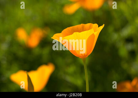 Mexican gold poppy, Sonoran Preserve, Phoenix, Arizona Stock Photo