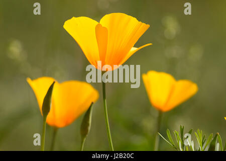 Mexican gold poppy, Sonoran Preserve, Phoenix, Arizona Stock Photo