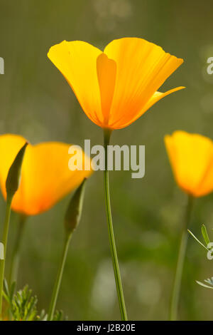 Mexican gold poppy, Sonoran Preserve, Phoenix, Arizona Stock Photo