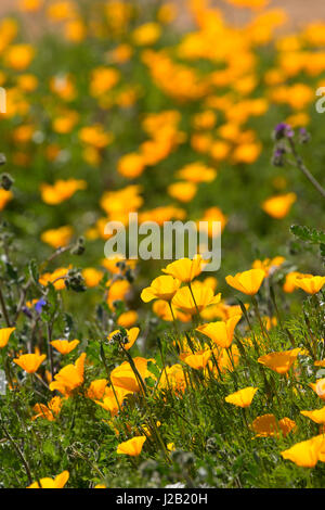 Mexican gold poppy, Sonoran Preserve, Phoenix, Arizona Stock Photo