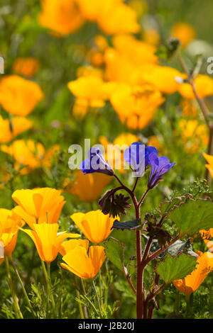 Mexican gold poppy, Sonoran Preserve, Phoenix, Arizona Stock Photo