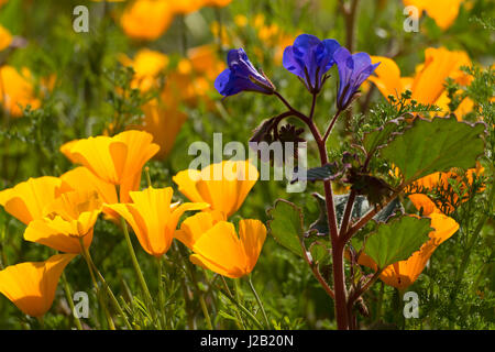 Mexican poppy, Sonoran Preserve, Phoenix, Arizona Stock Photo