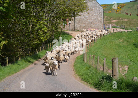 Hill sheep on road Stock Photo