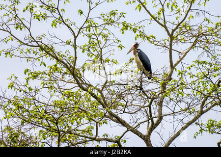 A Lesser Adjutant Stork (Leptoptilos javanicus) is sitting on a tree in Chitwan National Park Stock Photo