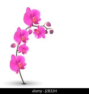 Naturalistic Beautiful Colorful Pink Orchid on White Background. Stock Vector