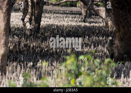 Breathing roots at the Sundarbans, a UNESCO World Heritage Site and a wildlife sanctuary. The largest littoral mangrove forest in the world at Nilkama Stock Photo