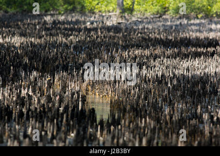 Breathing roots at the Sundarbans, a UNESCO World Heritage Site and a wildlife sanctuary. The largest littoral mangrove forest in the world at Nilkama Stock Photo