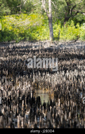 Breathing roots at the Sundarbans, a UNESCO World Heritage Site and a wildlife sanctuary. The largest littoral mangrove forest in the world at Nilkama Stock Photo