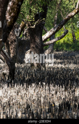 Breathing roots at the Sundarbans, a UNESCO World Heritage Site and a wildlife sanctuary. The largest littoral mangrove forest in the world at Nilkama Stock Photo