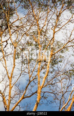 Typical amazon bird nests, made with tangled straw, hanging from the top of tree. Stock Photo