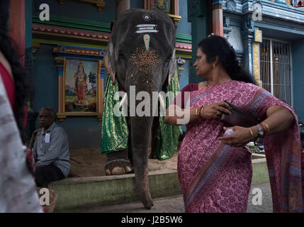 An elephant with his trunk blesses the devotees in exchange for a few coins Stock Photo