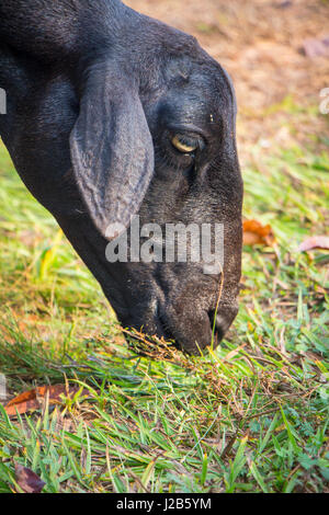Closeup of a black goat grazing outdoors. Stock Photo