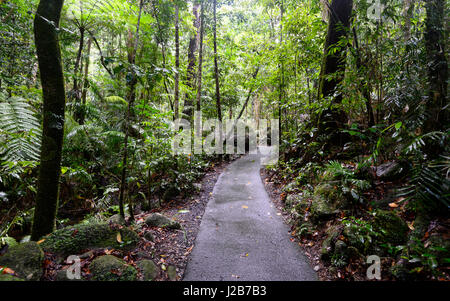 Walking Trail near Josephine Falls in Wooroonooran National Park, near Cairns, Far North Queensland, QLD, FNQ, Australia Stock Photo