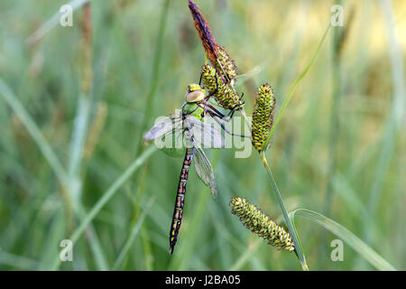 Newly hatched male Emperor dragonfly (Anax imperator), Hawkers family (Aeshnidae), Switzerland Stock Photo