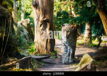 Persian leopard (Panthera pardus saxicolor) walking under trees. Stock Photo