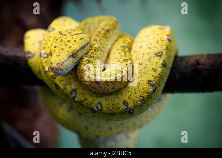 Young yellow colored Green tree python (Morelia viridis) resting on a branch. Stock Photo