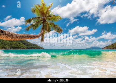 Tropical ocean beach with coconut palm tree in bright sunny day. Stock Photo