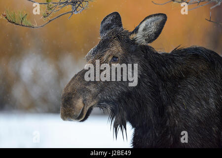 Moose / Elch ( Alces alces ) in winter, headshot of an adult female, detailled close-up on a rainy day, Yellowstone Area, Grand Teton, Wyoming, USA. Stock Photo