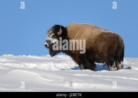 American bison / Amerikanischer Bison ( Bison bison ) in winter, standing in deep snow on a hill against blue sky, snow covered face, Yellowstone NP,  Stock Photo