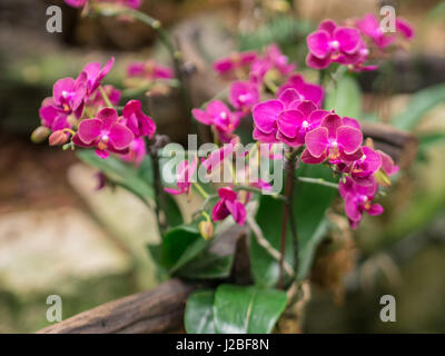 Closeup of Mini Phalaenopsis Orchid Flower Stock Photo